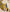 Mustard Elegance Boutique Semi Silk Suit Set