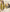 Mustard Elegance Boutique Semi Silk Suit Set