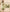 Pastel Grace Tapta Cotton Suit Set with Half Pure Dupatta